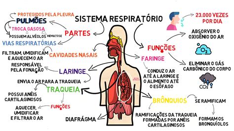 órgãos do sistema respiratório é suas funções